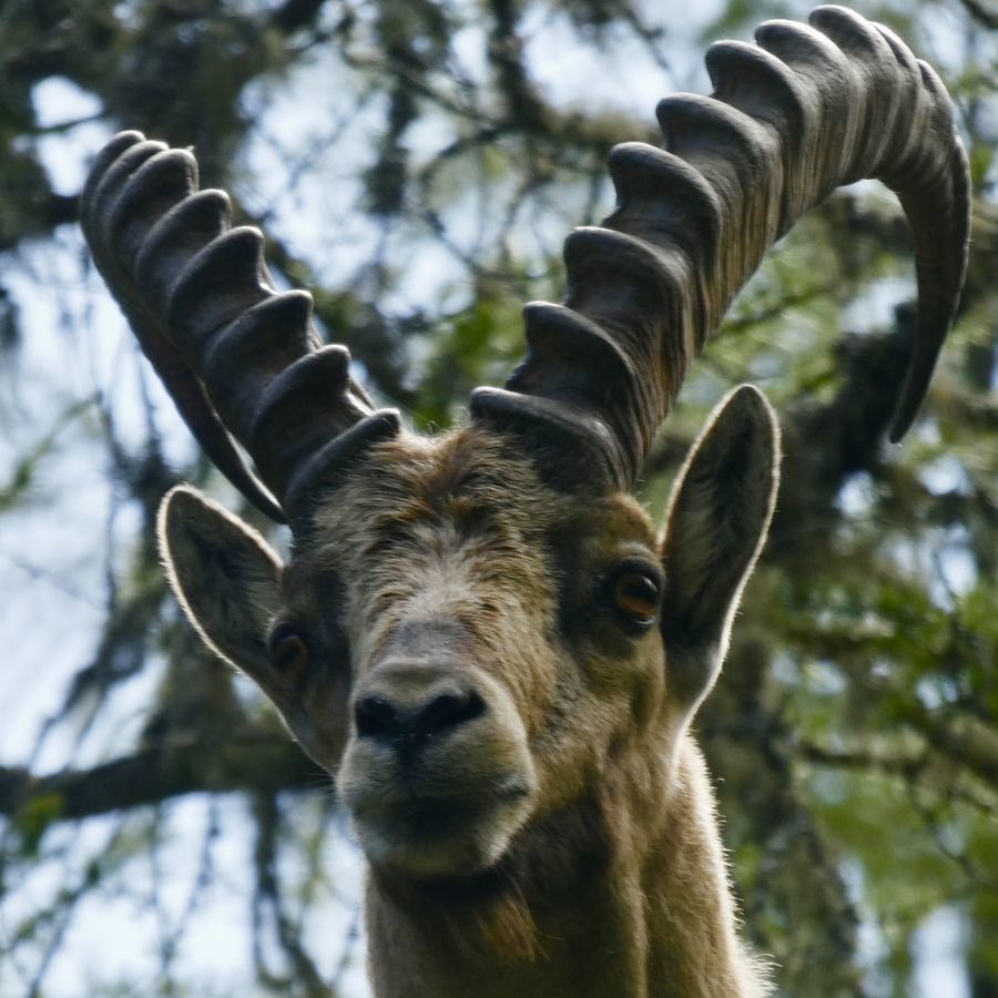 Steinbock